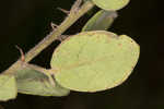 Hairy lespedeza